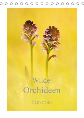 Wilde Orchideen Europas (Tischkalender 2023 DIN A5 hoch) von Kraschl,  Marion