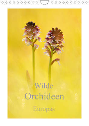 Wilde Orchideen Europas (Wandkalender 2023 DIN A4 hoch) von Kraschl,  Marion