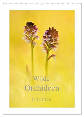 Wilde Orchideen Europas (Wandkalender 2024 DIN A2 hoch), CALVENDO Monatskalender von Kraschl,  Marion