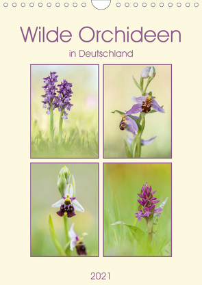 Wilde Orchideen in Deutschland 2021 (Wandkalender 2021 DIN A4 hoch) von Beyer (Moqui),  Daniela