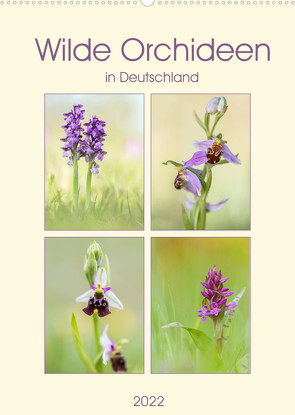 Wilde Orchideen in Deutschland 2022 (Wandkalender 2022 DIN A2 hoch) von Beyer (Moqui),  Daniela