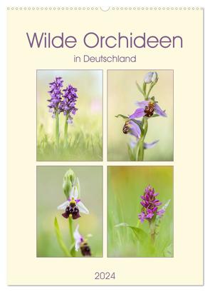 Wilde Orchideen in Deutschland 2024 (Wandkalender 2024 DIN A2 hoch), CALVENDO Monatskalender von Beyer (Moqui),  Daniela