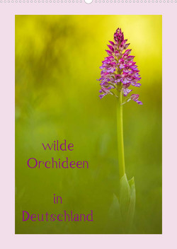 wilde Orchideen in Deutschland (Wandkalender 2023 DIN A2 hoch) von Beyer (Moqui),  Daniela