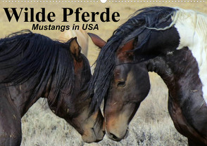 Wilde Pferde • Mustangs in USA (Wandkalender 2024 DIN A2 quer) von Stanzer,  Elisabeth