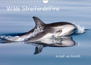 Wilde Streifendelfine im Golf von Korinth (Wandkalender 2023 DIN A4 quer) von Bouillon,  Jörg