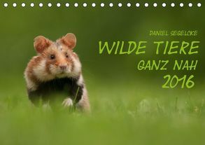 Wilde Tiere – Ganz nah (Tischkalender 2019 DIN A5 quer) von Segelcke,  Daniel