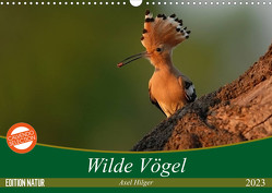 Wilde Vögel (Wandkalender 2023 DIN A3 quer) von Hilger,  Axel