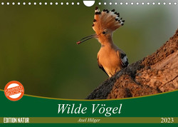 Wilde Vögel (Wandkalender 2023 DIN A4 quer) von Hilger,  Axel