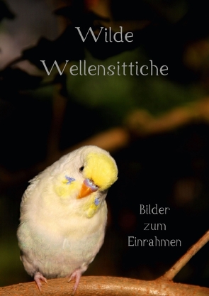 Wilde Wellensittiche – Bilder zum Einrahmen! (Posterbuch DIN A4 hoch) von Bergmann,  Björn