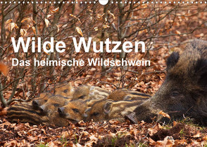 Wilde Wutzen. Das heimische Wildschwein (Wandkalender 2023 DIN A3 quer) von von Düren,  Alexander
