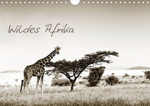 Wildes Afrika (Wandkalender 2021 DIN A4 quer) von Tiedge - Wanyamacollection,  Klaus