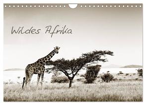 Wildes Afrika (Wandkalender 2024 DIN A4 quer), CALVENDO Monatskalender von Tiedge - Wanyamacollection,  Klaus