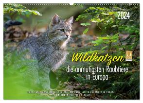 Wildkatzen – die anmutigsten Raubiere in Europa. (Wandkalender 2024 DIN A2 quer), CALVENDO Monatskalender von Gerlach,  Ingo