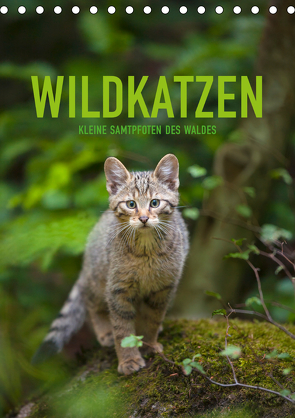 Wildkatzen – Kleine Samtpfoten des Waldes (Tischkalender 2020 DIN A5 hoch) von Krutz,  Christina