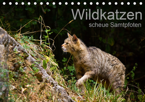 Wildkatzen – scheue Samtpfoten (Tischkalender 2021 DIN A5 quer) von the Snow Leopard,  Cloudtail
