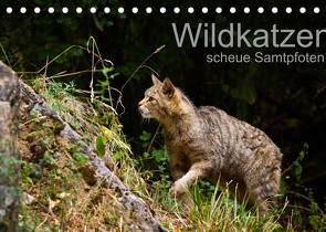 Wildkatzen – scheue Samtpfoten (Tischkalender 2022 DIN A5 quer) von the Snow Leopard,  Cloudtail