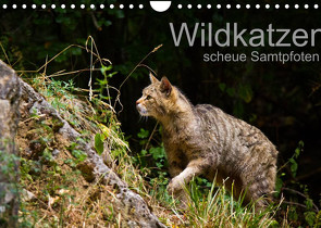 Wildkatzen – scheue Samtpfoten (Wandkalender 2022 DIN A4 quer) von the Snow Leopard,  Cloudtail