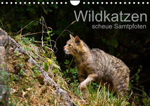 Wildkatzen – scheue Samtpfoten (Wandkalender 2023 DIN A4 quer) von the Snow Leopard,  Cloudtail