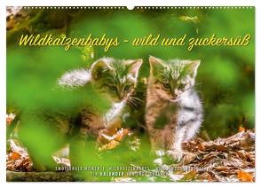 Wildkatzenbabys – wild und zuckersüß. (Wandkalender 2024 DIN A2 quer), CALVENDO Monatskalender von Gerlach,  Ingo