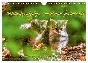 Wildkatzenbabys – wild und zuckersüß. (Wandkalender 2024 DIN A4 quer), CALVENDO Monatskalender von Gerlach,  Ingo