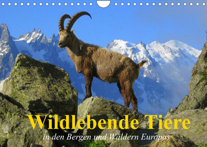 Wildlebende Tiere in den Bergen und Wäldern Europas (Wandkalender 2022 DIN A4 quer) von Stanzer,  Elisabeth