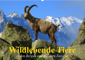 Wildlebende Tiere in den Bergen und Wäldern Europas (Wandkalender 2023 DIN A2 quer) von Stanzer,  Elisabeth