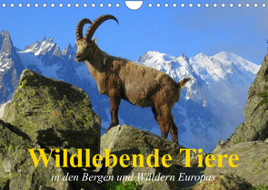 Wildlebende Tiere in den Bergen und Wäldern Europas (Wandkalender 2023 DIN A4 quer) von Stanzer,  Elisabeth