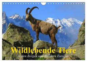Wildlebende Tiere in den Bergen und Wäldern Europas (Wandkalender 2024 DIN A4 quer), CALVENDO Monatskalender von Stanzer,  Elisabeth