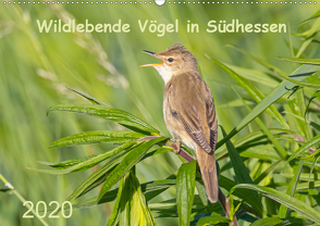 Wildlebende Vögel in Südhessen (Premium, hochwertiger DIN A2 Wandkalender 2020, Kunstdruck in Hochglanz) von Buß,  Daniela
