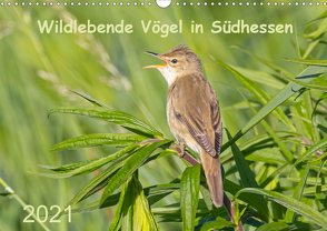 Wildlebende Vögel in Südhessen (Wandkalender 2021 DIN A3 quer) von Buß,  Daniela