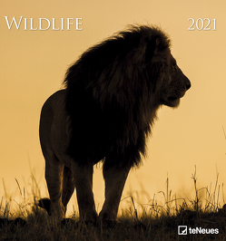 Wildlife 2021 – Foto-Kalender – Wand-Kalender – 45×48 – Wildnis