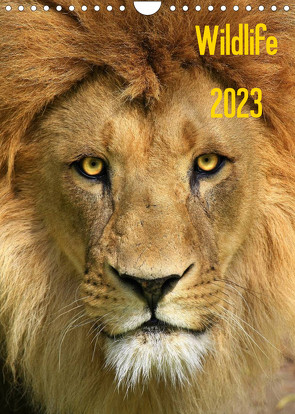 Wildlife 2023 (Wandkalender 2023 DIN A4 hoch) von Klingebiel,  Jens