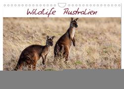 Wildlife Australien (Wandkalender 2024 DIN A4 quer), CALVENDO Monatskalender von Müller,  Reinhard