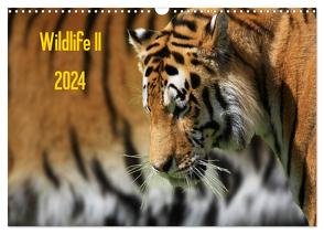 Wildlife II / 2024 (Wandkalender 2024 DIN A3 quer), CALVENDO Monatskalender von Klingebiel,  Jens