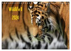 Wildlife II / 2024 (Wandkalender 2024 DIN A4 quer), CALVENDO Monatskalender von Klingebiel,  Jens