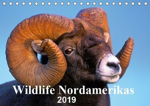 Wildlife Nordamerikas 2019 (Tischkalender 2019 DIN A5 quer) von KOPFLE,  ROLF