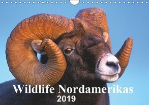 Wildlife Nordamerikas 2019 (Wandkalender 2019 DIN A4 quer) von KOPFLE,  ROLF