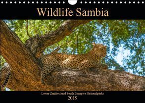 Wildlife Sambia (Wandkalender 2019 DIN A4 quer) von Photo4emotion.com