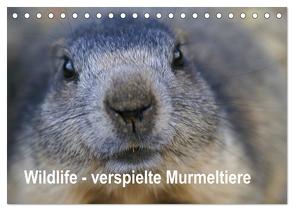 Wildlife – Verspielte Murmeltiere (Tischkalender 2024 DIN A5 quer), CALVENDO Monatskalender von Michel / CH,  Susan