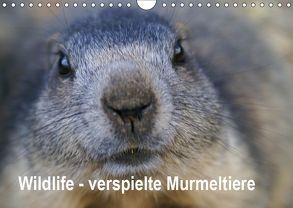 Wildlife – Verspielte Murmeltiere (Wandkalender 2019 DIN A4 quer) von Michel / CH,  Susan
