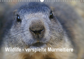 Wildlife – Verspielte Murmeltiere (Wandkalender 2022 DIN A3 quer) von Michel / CH,  Susan