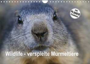 Wildlife – Verspielte Murmeltiere (Wandkalender 2022 DIN A4 quer) von Michel / CH,  Susan