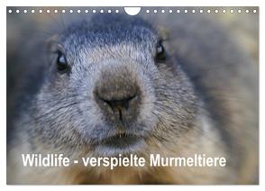 Wildlife – Verspielte Murmeltiere (Wandkalender 2024 DIN A4 quer), CALVENDO Monatskalender von Michel / CH,  Susan