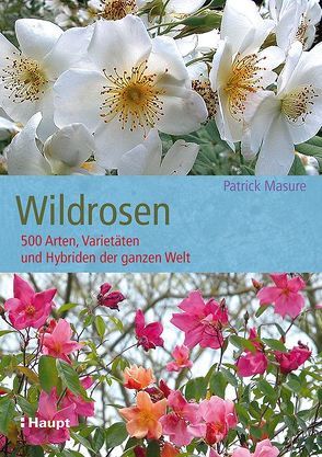 Wildrosen von Masure,  Patrick