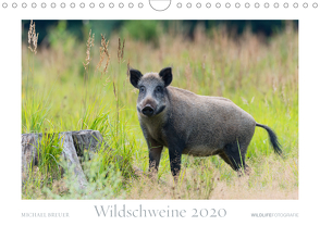 Wildschweine 2020 (Wandkalender 2020 DIN A4 quer) von Breuer,  Michael