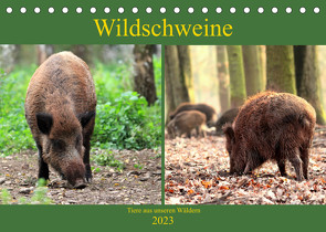 Wildschweine – Tiere aus unseren Wäldern (Tischkalender 2023 DIN A5 quer) von Klatt,  Arno