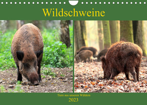 Wildschweine – Tiere aus unseren Wäldern (Wandkalender 2023 DIN A4 quer) von Klatt,  Arno