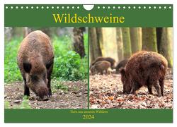 Wildschweine – Tiere aus unseren Wäldern (Wandkalender 2024 DIN A4 quer), CALVENDO Monatskalender von Klatt,  Arno