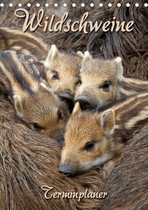 Wildschweine (Tischkalender 2019 DIN A5 hoch) von Berg,  Martina