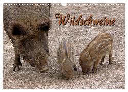Wildschweine (Wandkalender 2024 DIN A3 quer), CALVENDO Monatskalender von Berg,  Martina